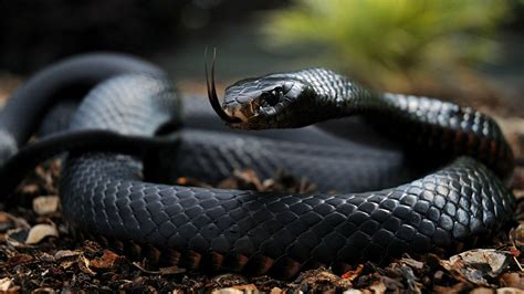 snake photos hd|snake images download.